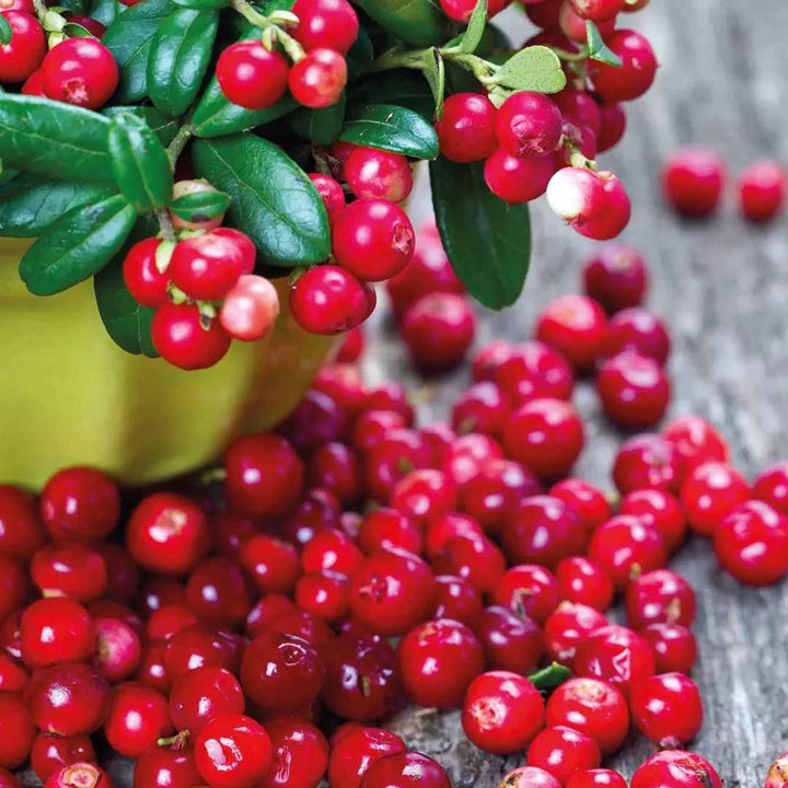 LINGONBERRY FRAGRANCE NATURAL