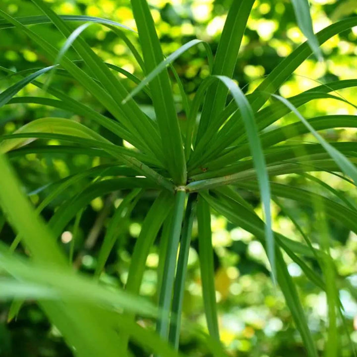 Sri Venkatesh Aromas (SVA Naturals): Top manufacturer & exporter of Bulk Cypriol essential oil