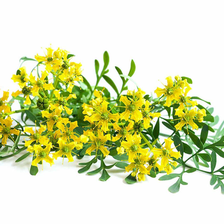 RUE ESSENTIAL OIL