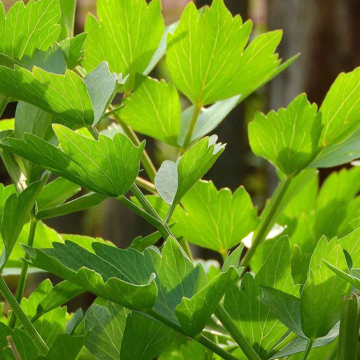 LOVAGE LEAF ESSENTIAL OIL