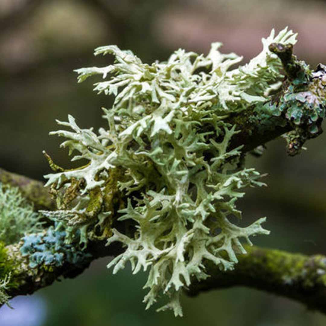 OAKMOSS ABSOLUTE