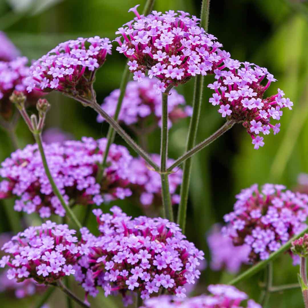 Sri Venkatesh Aromas (SVA Naturals): Bulk manufacturer & Exporter of Verbena (Wild) essential oil