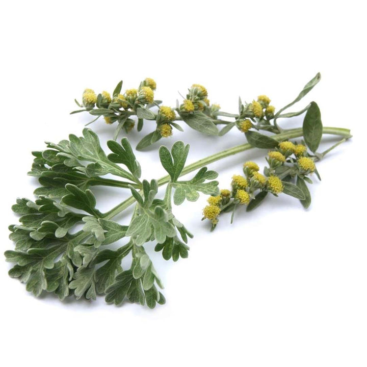 Sri Venkatesh Aromas (SVA Naturals): Top manufacturer & exporter of Bulk Davana essential oil 	