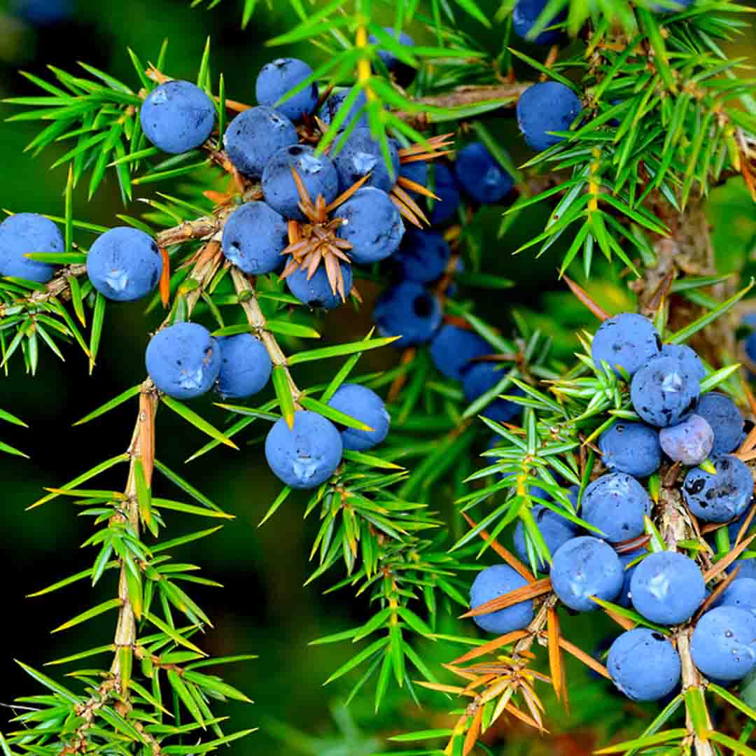 JUNIPER BERRY ESSENTIAL OIL, ORGANIC