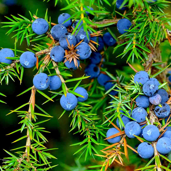 JUNIPER BERRY ESSENTIAL OIL, ORGANIC