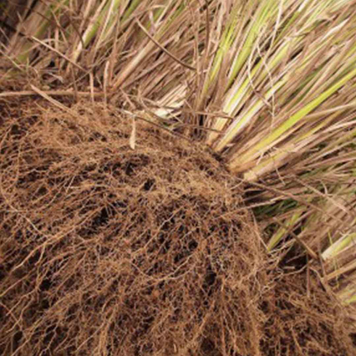 High quality essential oil manufacturer & exporter in wholesale bulk quantities. Buy Vetiver Essential oil now with SVA Naturals