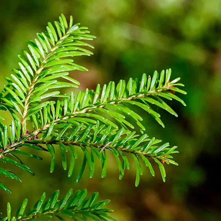 BALSAM FIR ESSENTIAL OIL, ORGANIC