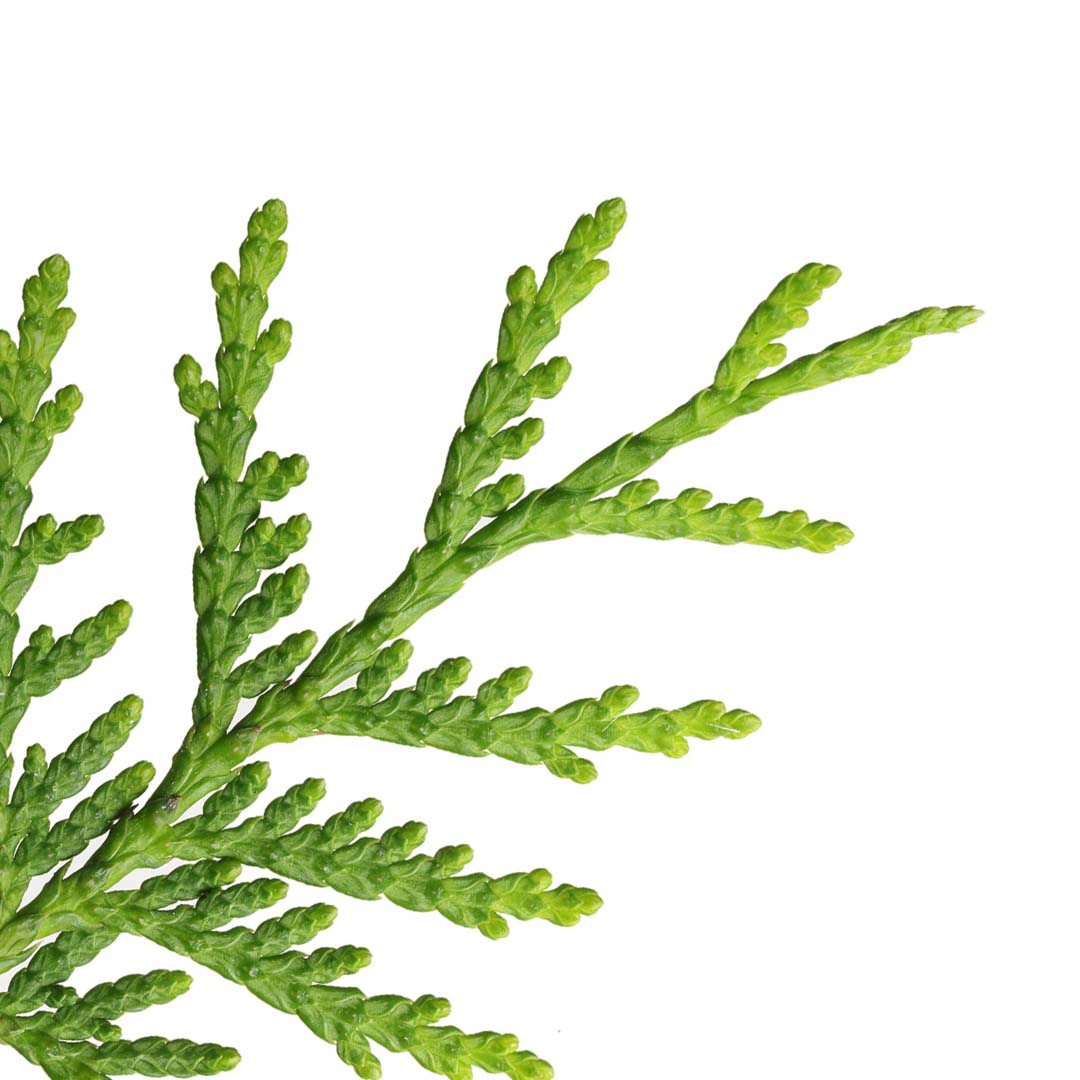 Sri Venkatesh Aromas (SVA Naturals): Bulk manufacturer & Exporter of Cedar Leaf essential oil