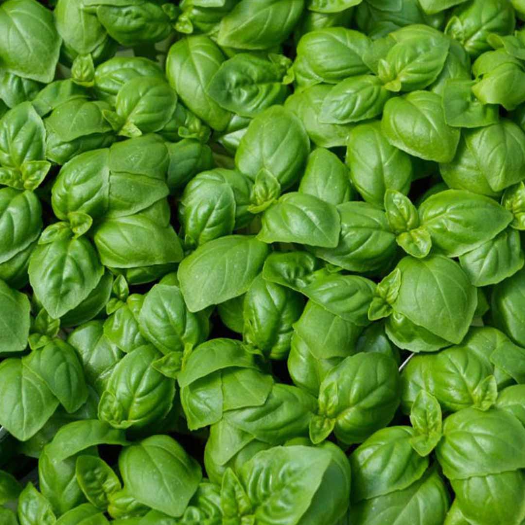 Sri Venkatesh Aromas (SVA Naturals): Bulk wholesale manufacturer & exporter of basil sweet essential oil 