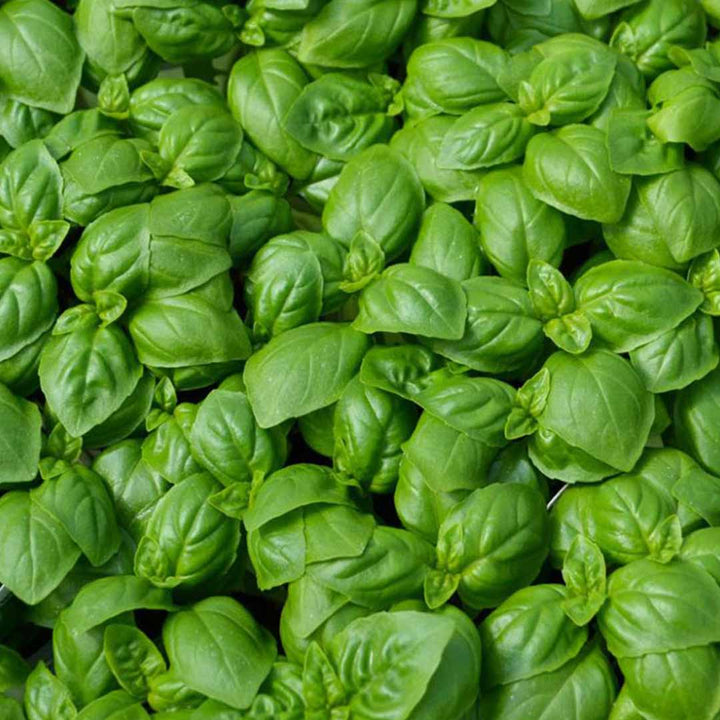 Sri Venkatesh Aromas (SVA Naturals): Bulk wholesale manufacturer & exporter of basil sweet essential oil 