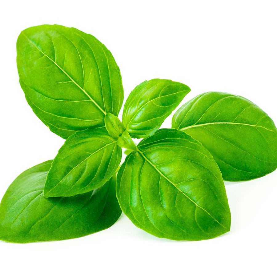 Buy 100% Pure Basil Linalool Essential Oil in Bulk & Retail – Sva Naturals