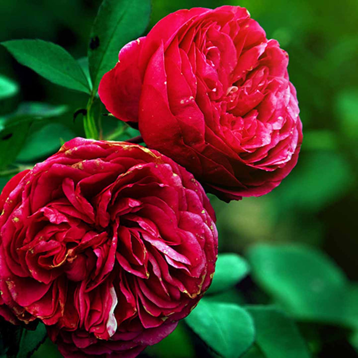 ROSE ABSOLUTE BULGARIA
