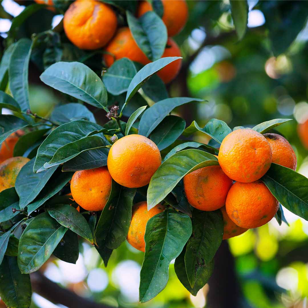 Tangerines used to make bulk essential oils by Sri Venkatesh Aromas- wholesale manufacturer, supplier and exporter of essential oils in bulk