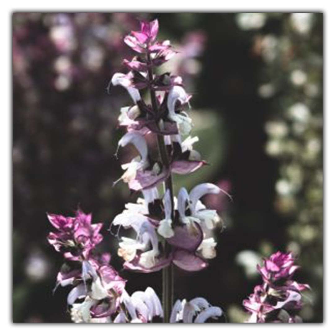 GAIA (GIA OR WILD MOUNTAIN) ESSENTIAL OIL