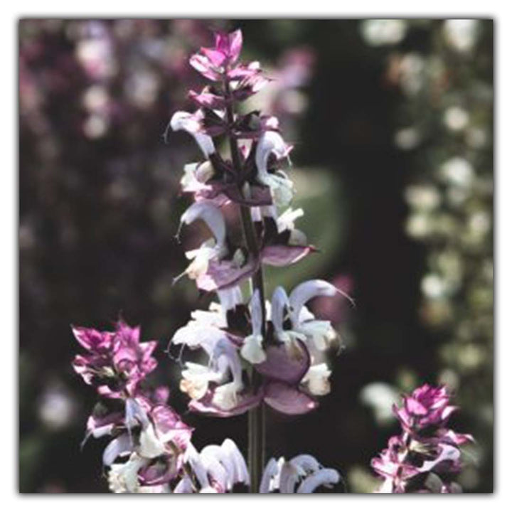 GAIA (GIA OR WILD MOUNTAIN) ESSENTIAL OIL
