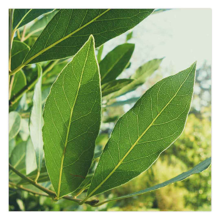 LAUREL LEAF ESSENTIAL OIL