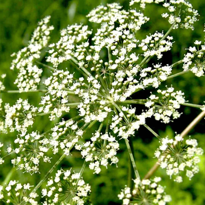 SPIKENARD ESSENTIAL OIL