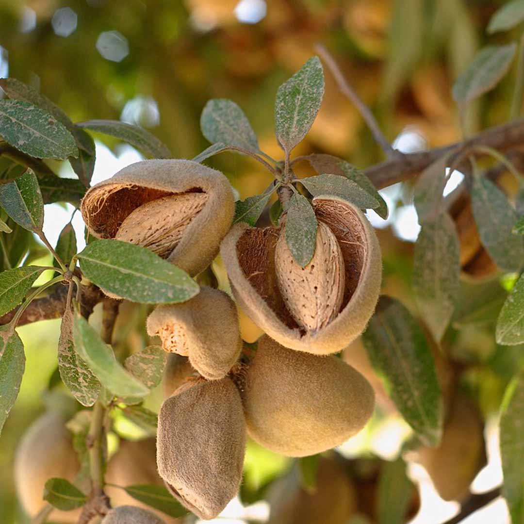 Sri Venkatesh Aromas (SVA Naturals): Top manufacturer & exporter of Bulk almond oil