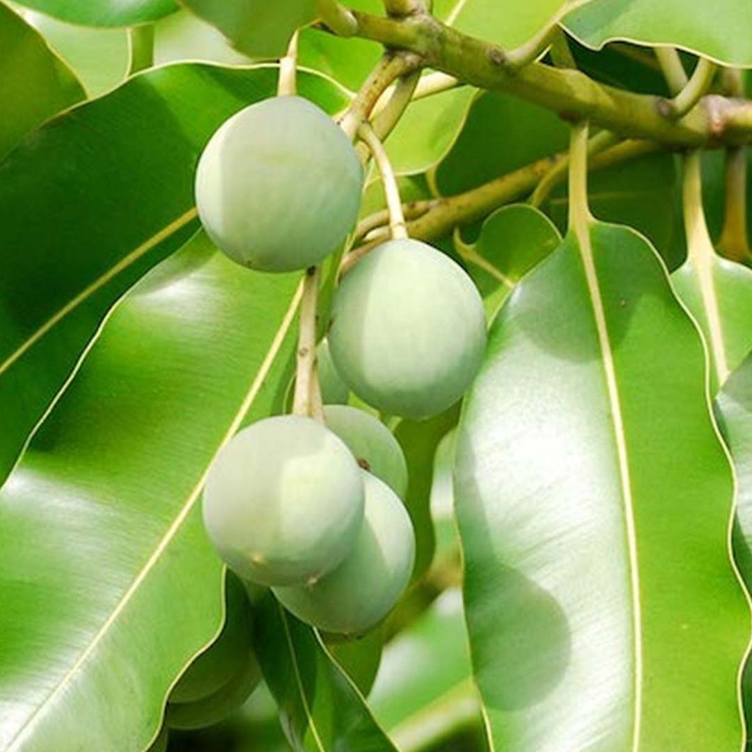 Sri Venkatesh Aromas - Leading wholesale manufacturer, supplier & exporter of bulk essential oils and Tamanu oil 