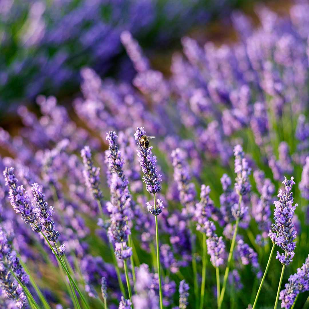 LAVENDER RUSSIA ESSENTIAL OIL