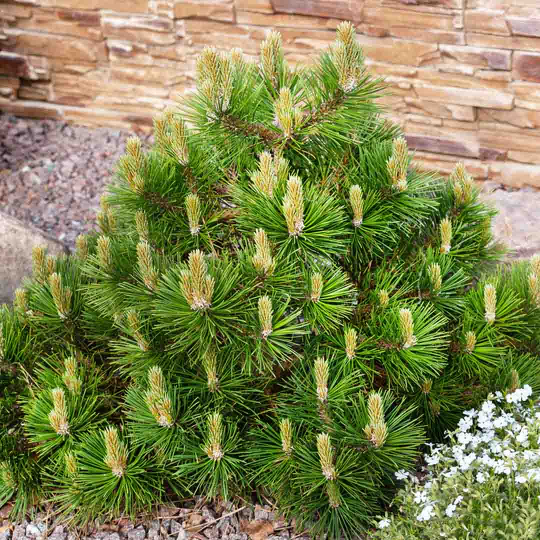 Sri Venkatesh Aromas (SVA Naturals): Bulk manufacturer & Exporter of Dwarf pine essential oil