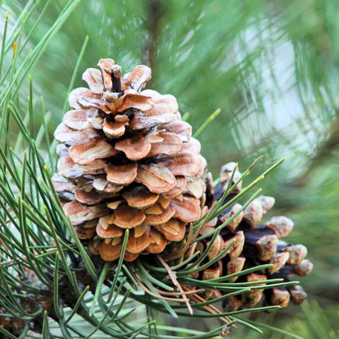 PINE NEEDLE ESSENTIAL OIL