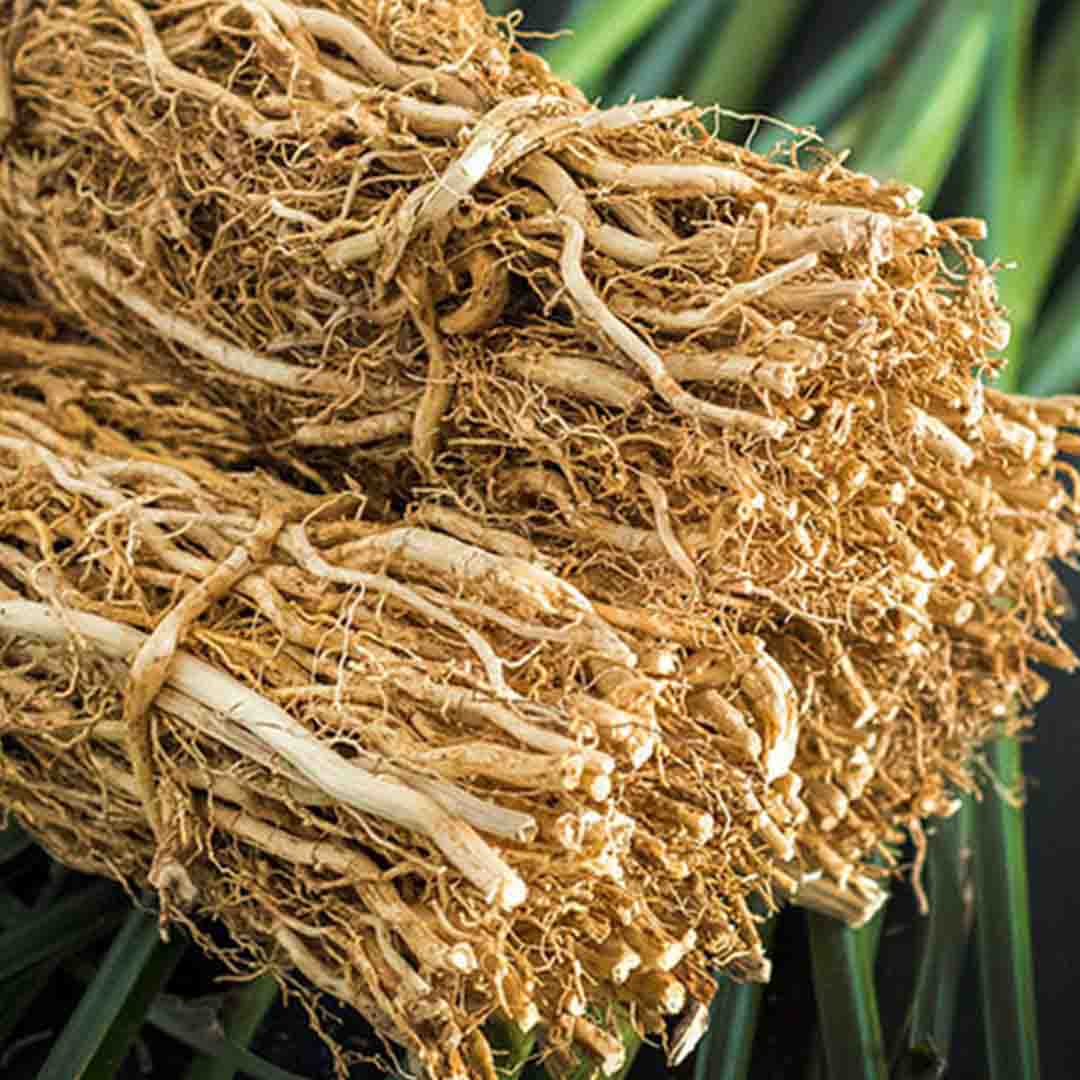 Sri Venkatesh Aromas (SVA Naturals): Bulk manufacturer & Exporter of Vetiver essential oil
