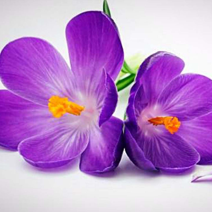 Sri Venkatesh Aromas (SVA Naturals): Bulk manufacturer & Exporter of Violet Floral Wax