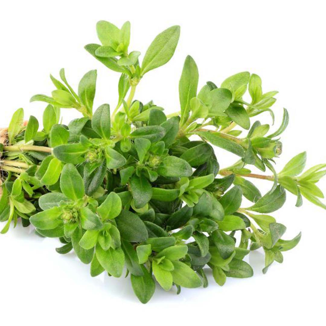 THYME ESSENTIAL OIL, INDIA