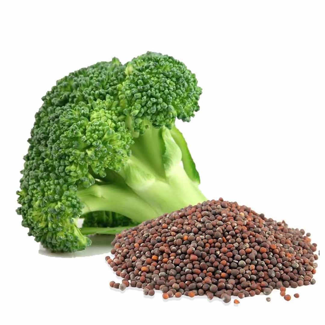 Sri Venkatesh Aromas (SVA Naturals): Bulk manufacturer & Exporter of Broccoli seed oil 