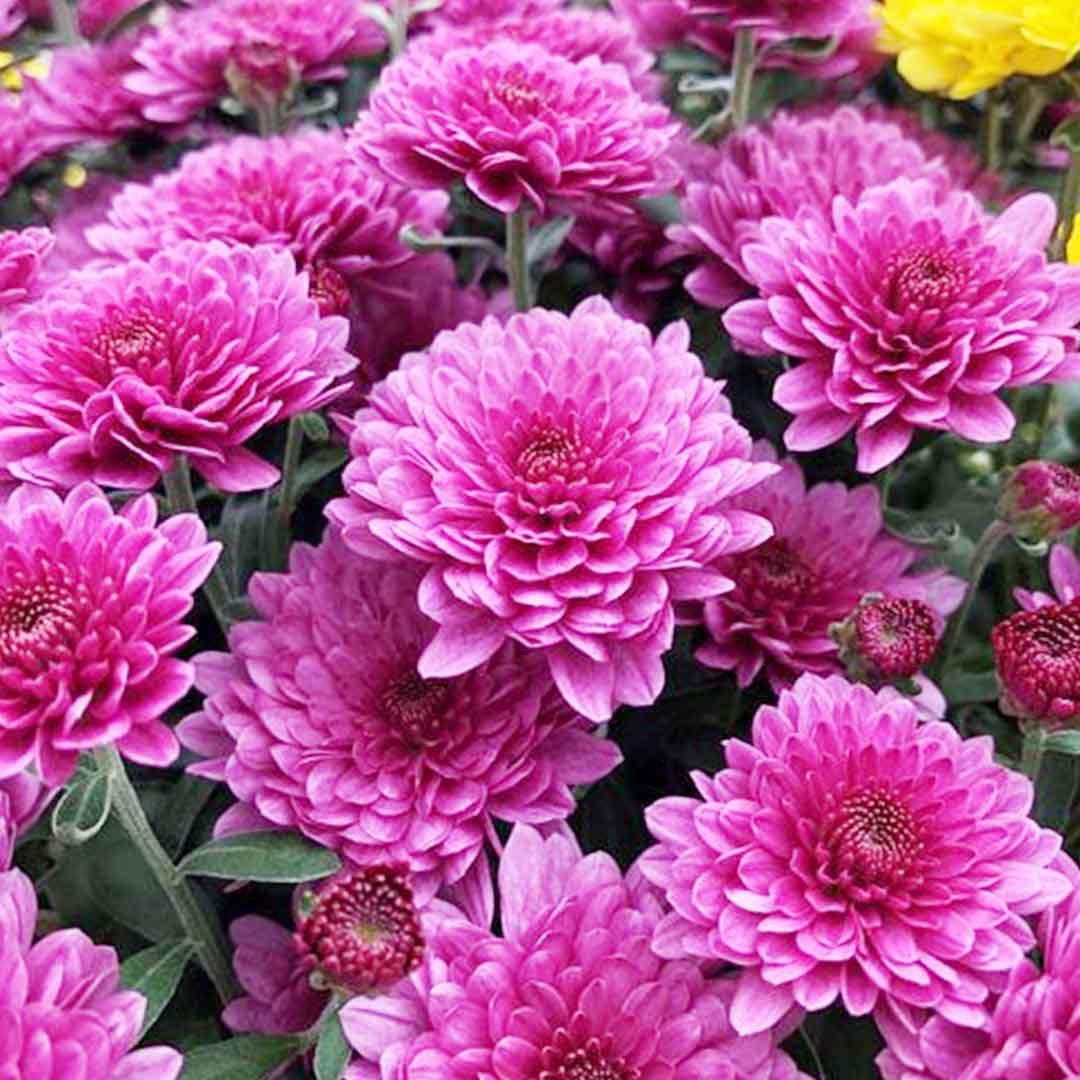 Sri Venkatesh Aromas (SVA Naturals): Top manufacturer & exporter of Bulk CHRYSANTHEMUM ABSOLUTE