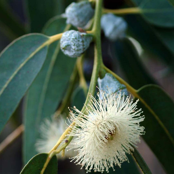 Sri Venkatesh Aromas (SVA Naturals): Top manufacturer & exporter of Bulk Eucalyptus Blue Mallee essential oil