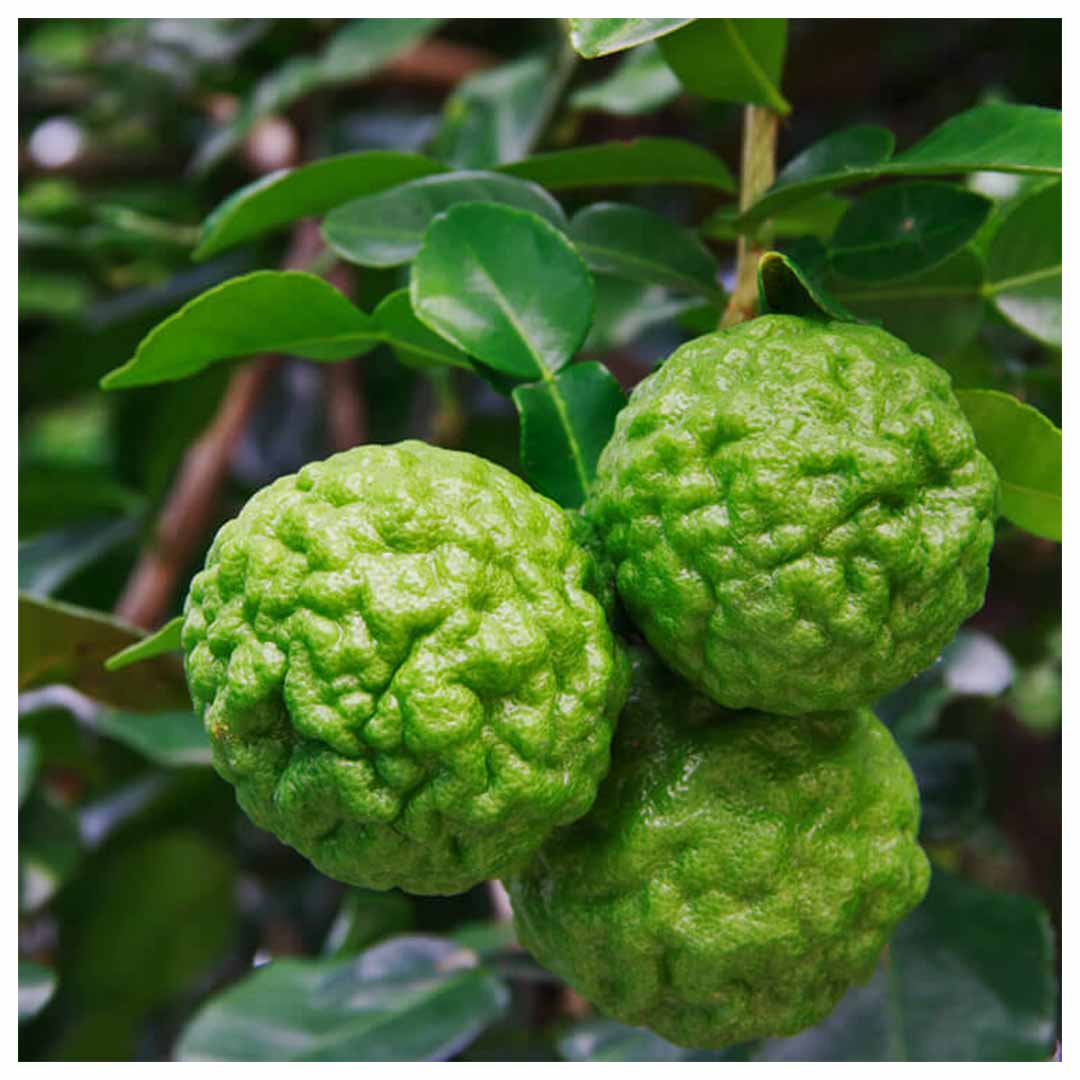 KAFFIR LIME ESSENTIAL OIL