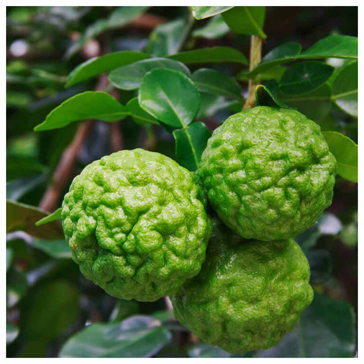KAFFIR LIME ESSENTIAL OIL