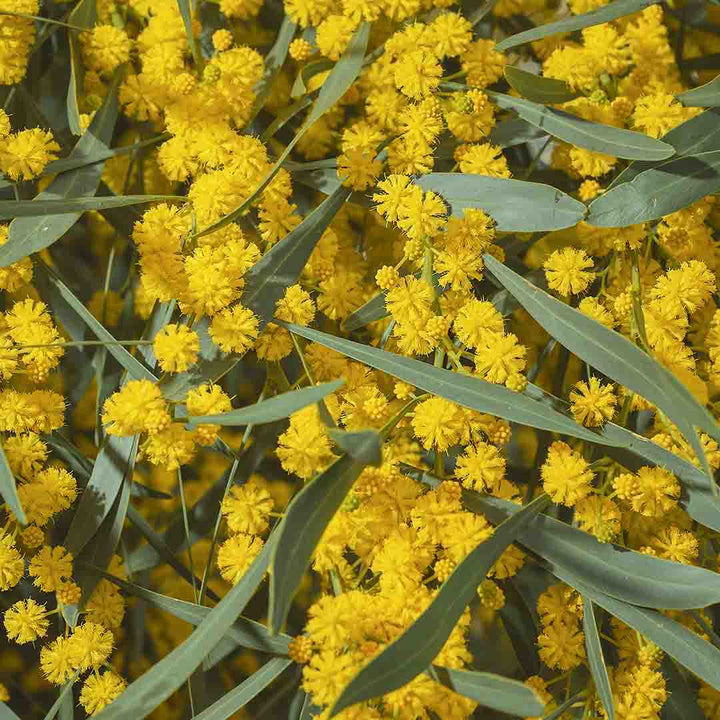 HELICHRYSUM BRACTIEFERUM ESSENTIAL OIL