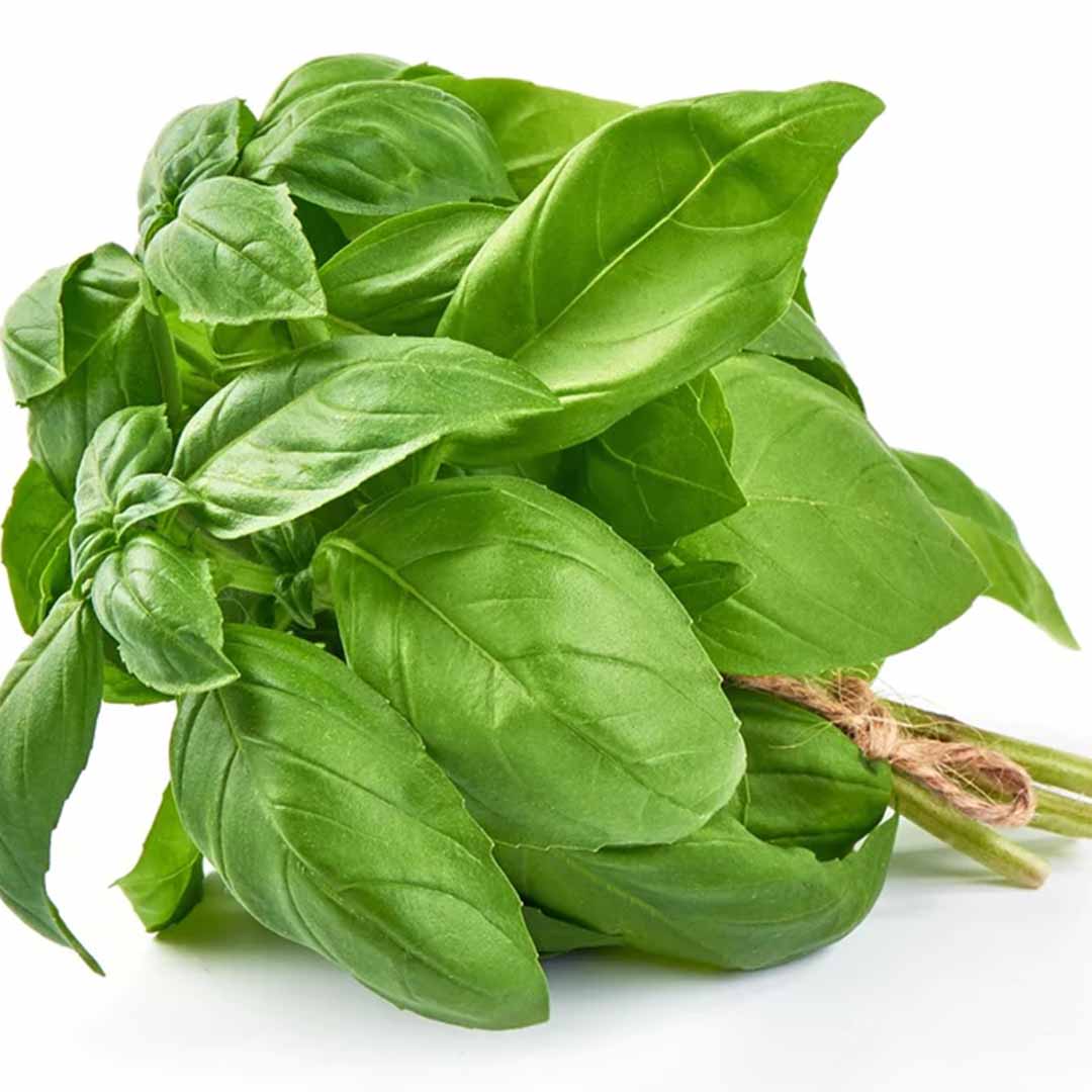 High quality essential oil manufacturer & exporter in wholesale bulk quantities. Buy Basil essential oil organic now with SVA Naturals