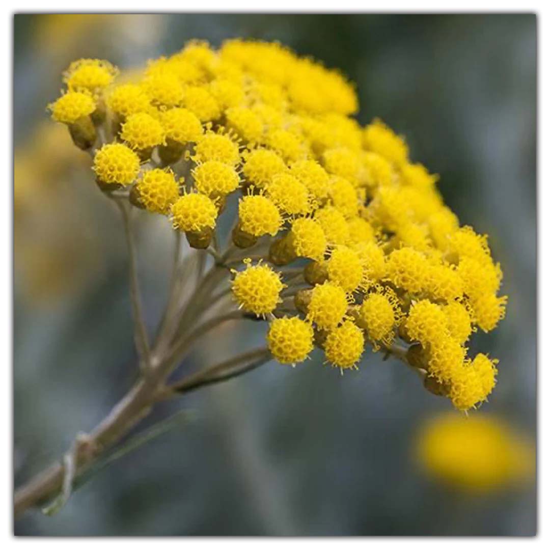 HELICHRYSUM FLORAL WATER