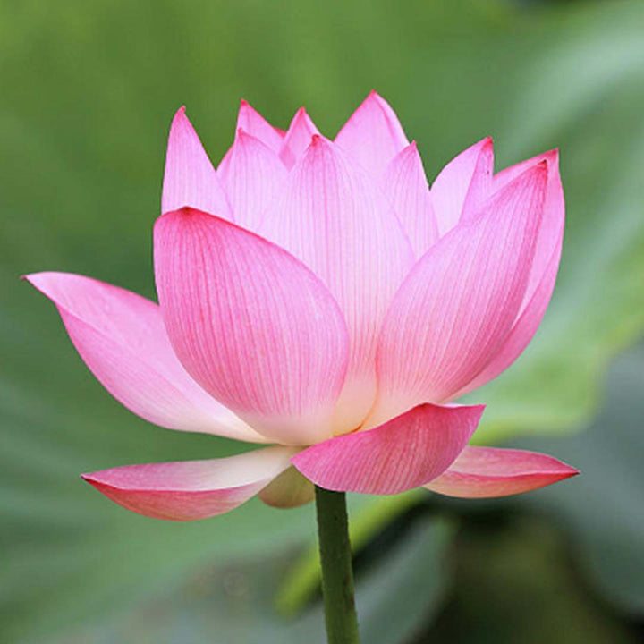 PINK LOTUS ABSOLUTE