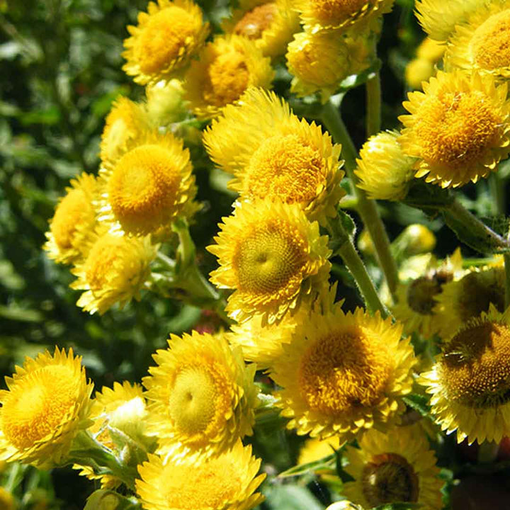 HELICHRYSUM GYMOCEPHALUM ESSENTIAL OIL