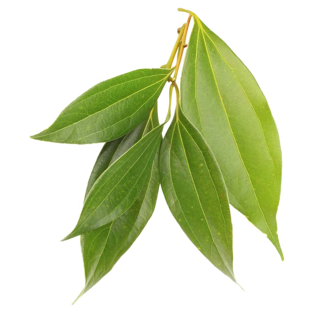 Sri Venkatesh Aromas (SVA Naturals): Top manufacturer & exporter of Bulk Cinnamon Leaf essential oil