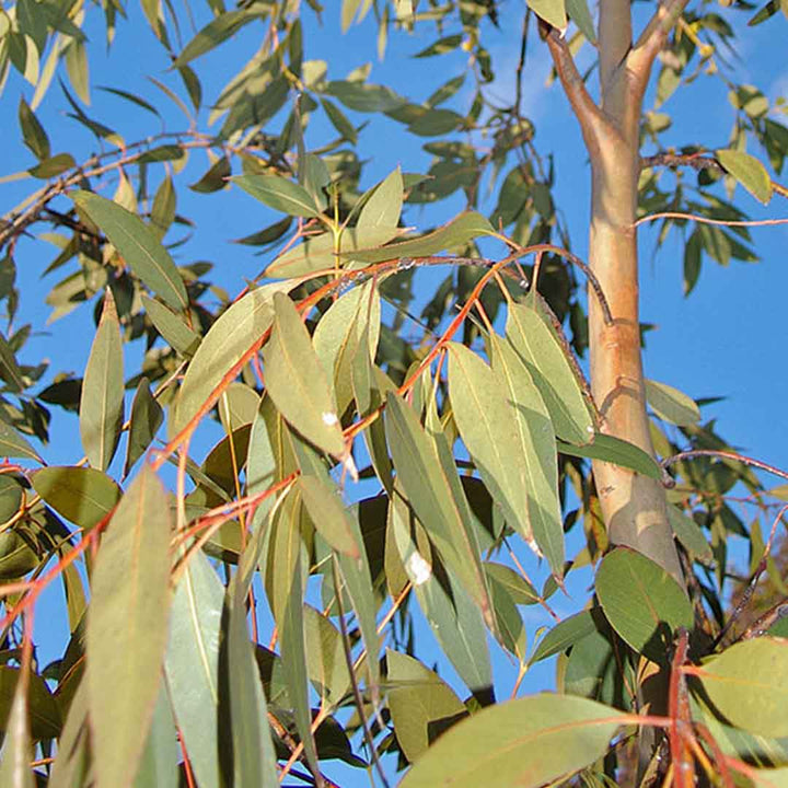 Sri Venkatesh Aromas (SVA Naturals): Top manufacturer & exporter of Bulk Eucalyptus Dive essential oil