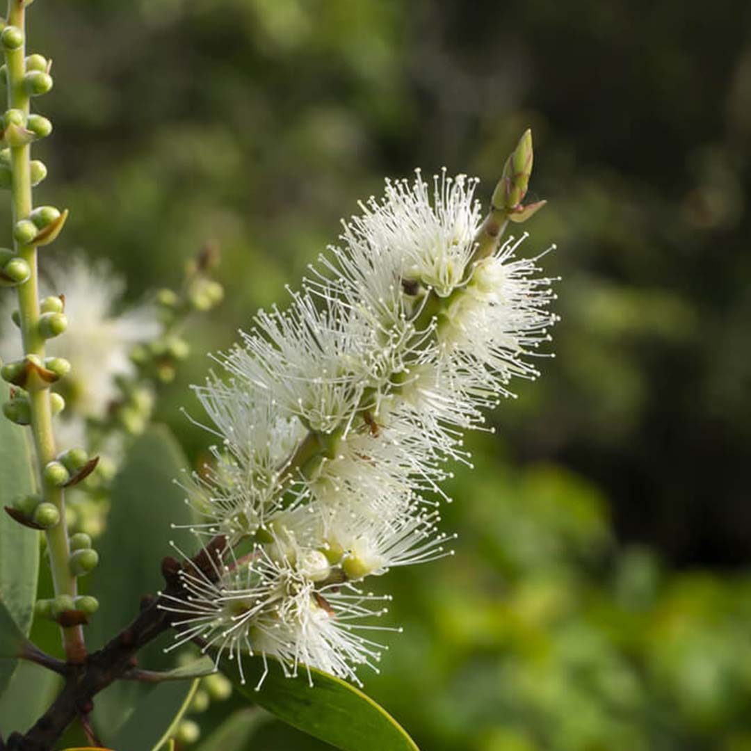 Sri Venkatesh Aromas (SVA Naturals): Bulk manufacturer & Exporter of Cajeput essential oil