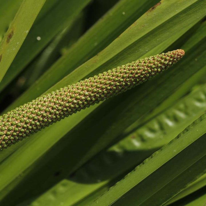 High quality essential oil manufacturer & exporter in wholesale bulk quantities. Buy Calamus essential oil now with SVA Naturals