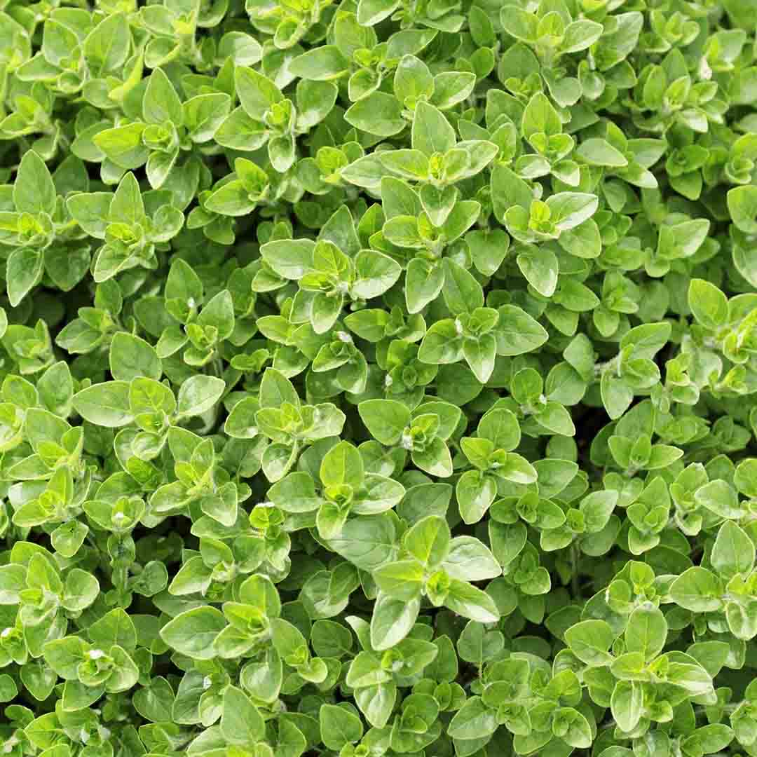MARJORAM ESSENTIAL OIL, SPANISH