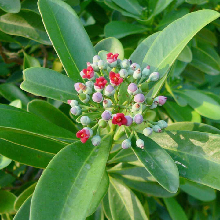 SARO ESSENTIAL OIL