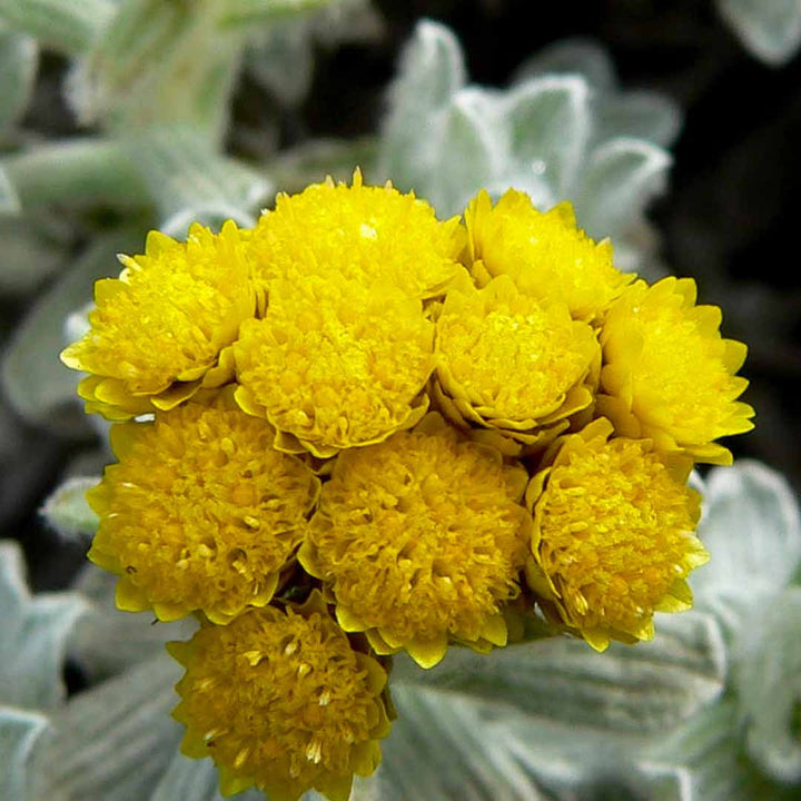 HELICHRYSUM SPLENDIDUM ESSENTIAL OIL