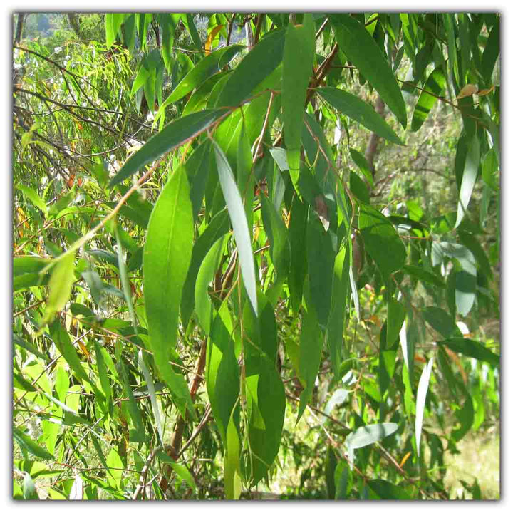 Sri Venkatesh Aromas (SVA Naturals): Bulk manufacturer & Exporter of Eucalyptus Radiata essential oil