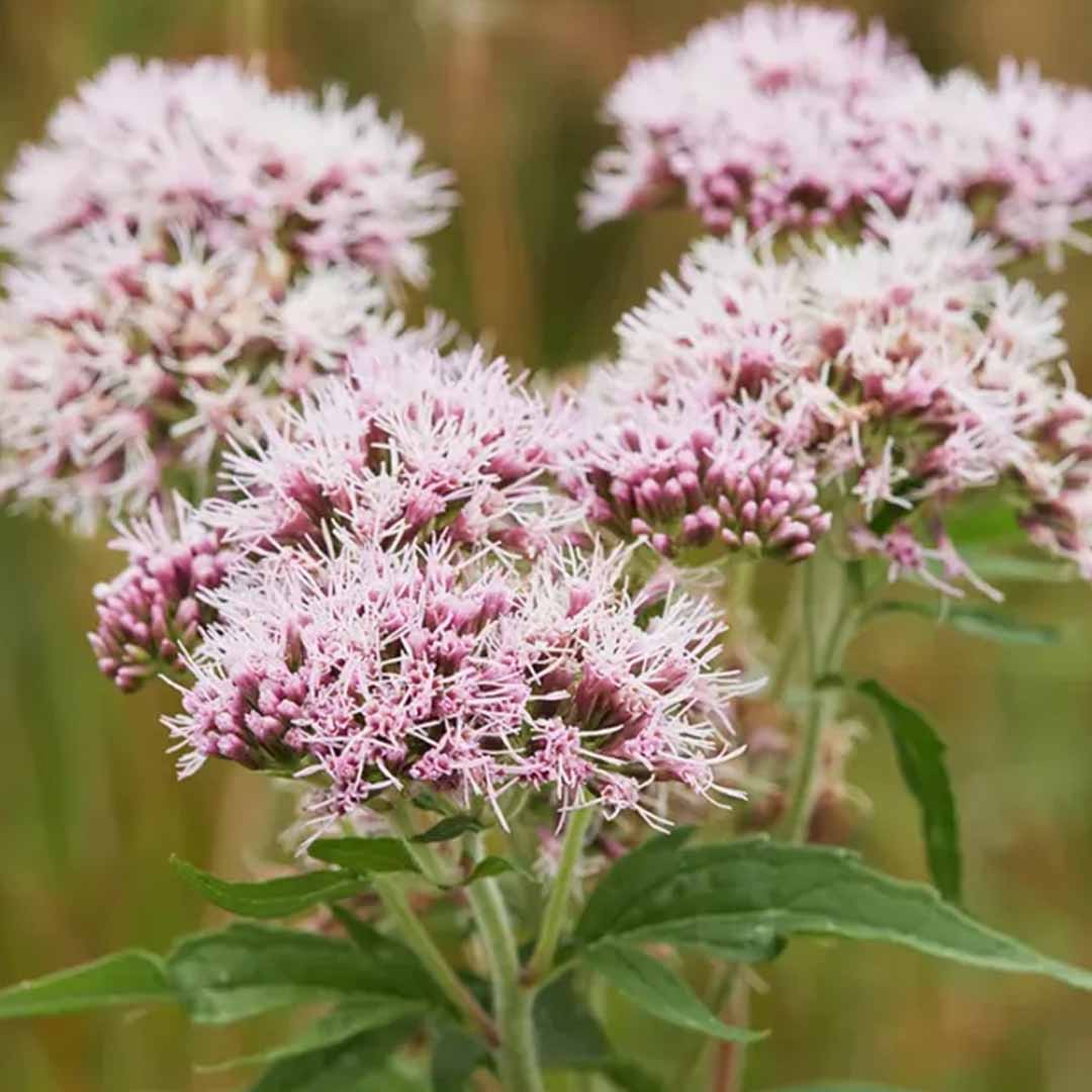 Sri Venkatesh Aromas (SVA Naturals): Top manufacturer & exporter of Bulk Valerian essential oil