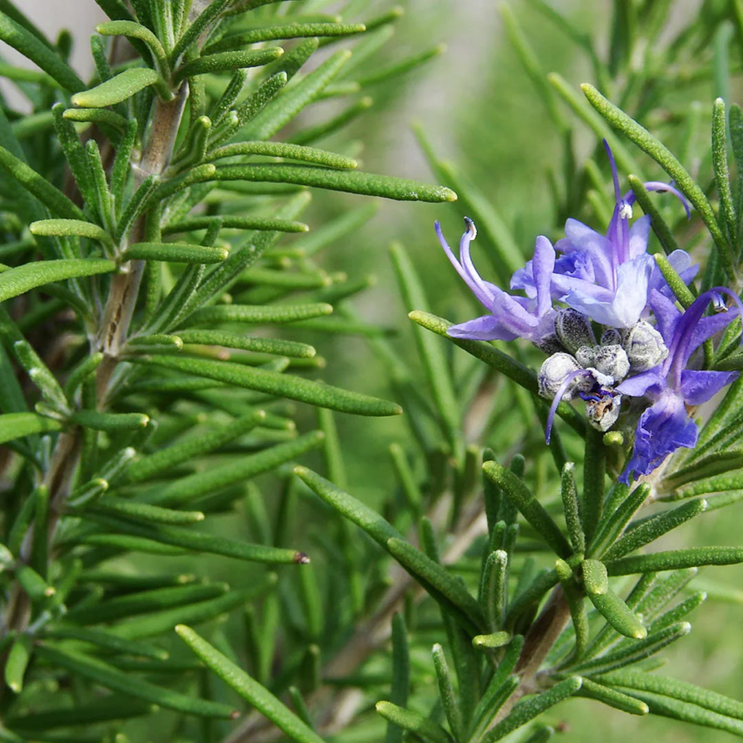 ROSEMARY ESSENTIAL OIL, ORGANIC