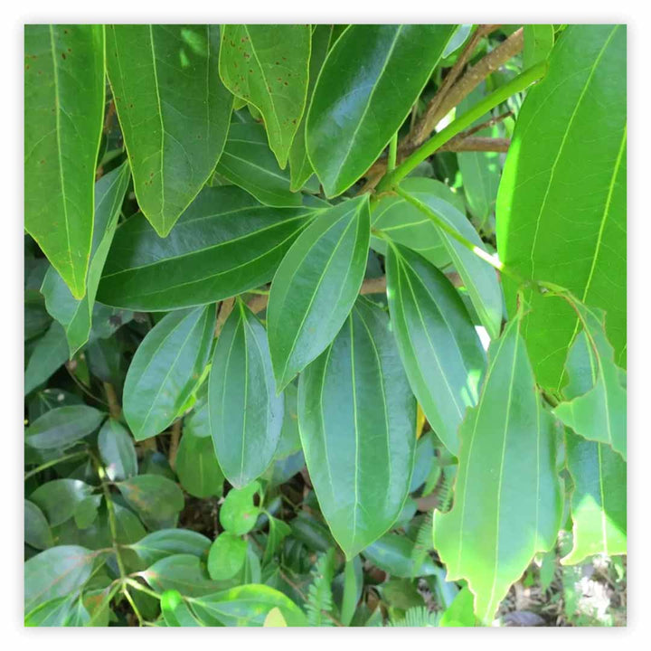 Sri Venkatesh Aromas (SVA Naturals): Top manufacturer & exporter of Bulk Cinnamon Leaf essential oil